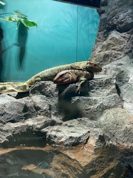 サンシャイン水族館に投稿された画像（2020/11/16）