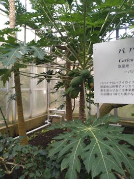 熱川バナナワニ園に投稿された画像（2020/11/16）