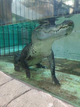 熱川バナナワニ園に投稿された画像（2020/11/16）