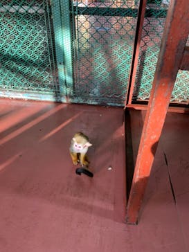 那須ワールドモンキーパークに投稿された画像（2020/11/16）