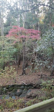 伊勢人力車光勢屋に投稿された画像（2020/11/16）