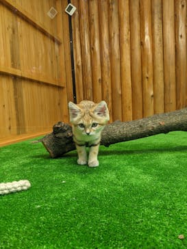 神戸どうぶつ王国に投稿された画像（2020/11/16）