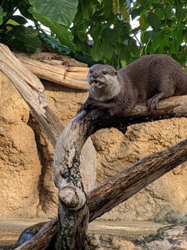 神戸どうぶつ王国に投稿された画像（2020/11/16）