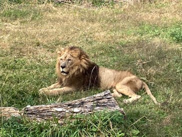 九十九島動植物園森きららに投稿された画像（2020/11/16）