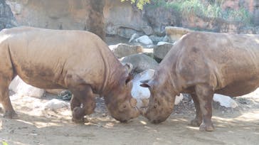 天王寺動物園に投稿された画像（2020/11/16）