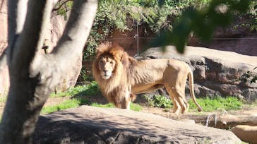 天王寺動物園に投稿された画像（2020/11/16）