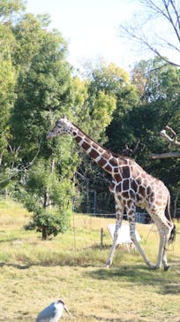 天王寺動物園に投稿された画像（2020/11/16）