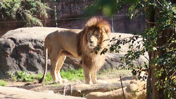 天王寺動物園に投稿された画像（2020/11/16）