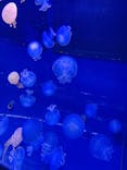 すみだ水族館に投稿された画像（2020/11/16）