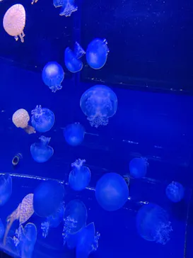 すみだ水族館に投稿された画像（2020/11/16）