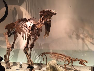 国立科学博物館に投稿された画像（2020/11/16）