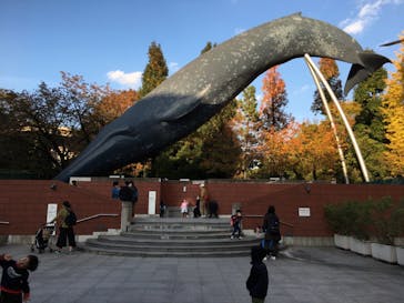 国立科学博物館に投稿された画像（2020/11/16）