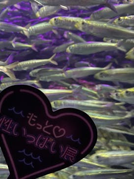 サンシャイン水族館に投稿された画像（2020/11/16）