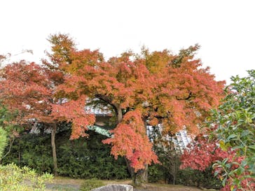 箱根美術館に投稿された画像（2020/11/16）