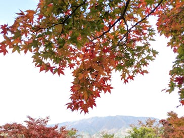 箱根美術館に投稿された画像（2020/11/16）