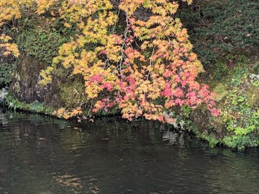 箱根美術館に投稿された画像（2020/11/16）