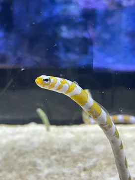 すみだ水族館に投稿された画像（2020/11/16）