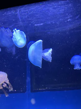 すみだ水族館に投稿された画像（2020/11/16）