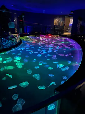 すみだ水族館に投稿された画像（2020/11/16）