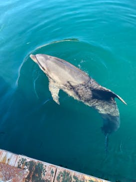 うみたま体験パーク 「つくみイルカ島」に投稿された画像（2020/11/16）