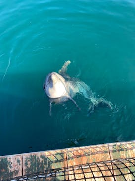 うみたま体験パーク 「つくみイルカ島」に投稿された画像（2020/11/16）