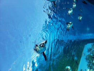 サンシャイン水族館に投稿された画像（2020/11/16）