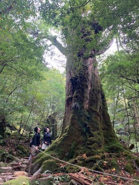 屋久島ガイドクラブに投稿された画像（2020/11/15）