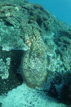 屋久島ガイドクラブに投稿された画像（2020/11/15）