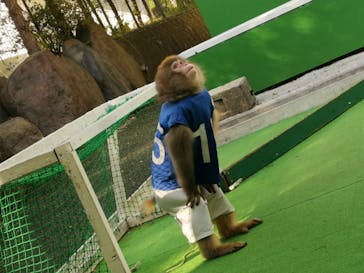 おさるランド＆アニタウン　日光さる軍団劇場に投稿された画像（2020/11/16）