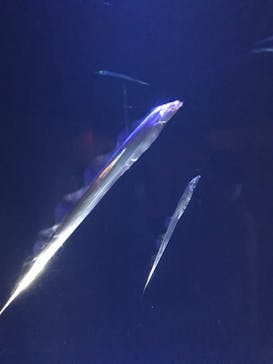 大分マリーンパレス水族館 「うみたまご」に投稿された画像（2020/11/16）