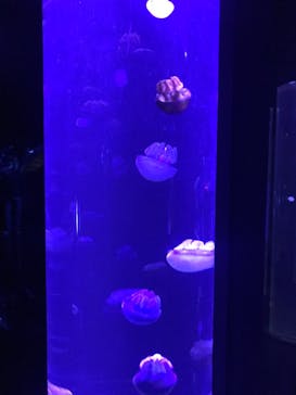 サンシャイン水族館に投稿された画像（2020/11/16）