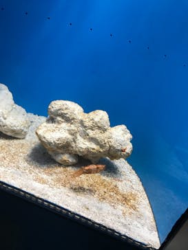 サンシャイン水族館に投稿された画像（2020/11/16）