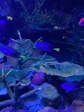 サンシャイン水族館に投稿された画像（2020/11/17）