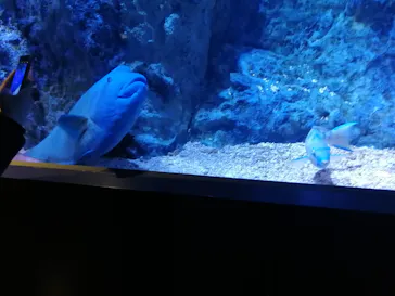 すみだ水族館に投稿された画像（2020/11/17）