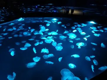 すみだ水族館に投稿された画像（2020/11/17）