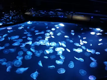 すみだ水族館に投稿された画像（2020/11/17）