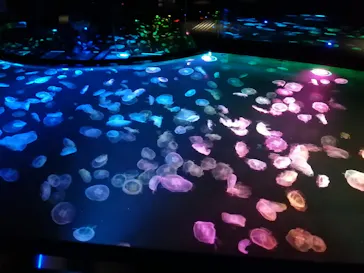 すみだ水族館に投稿された画像（2020/11/17）