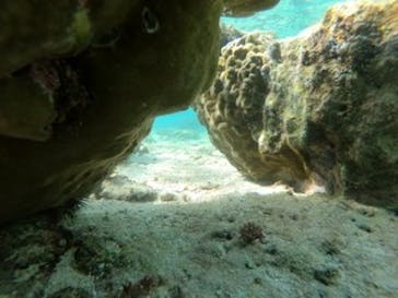 武藤潜水に投稿された画像（2020/11/17）