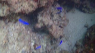 ダイビングショップ Sea Free（シーフリー）に投稿された画像（2020/11/17）