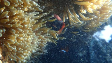 ダイビングショップ Sea Free（シーフリー）に投稿された画像（2020/11/17）