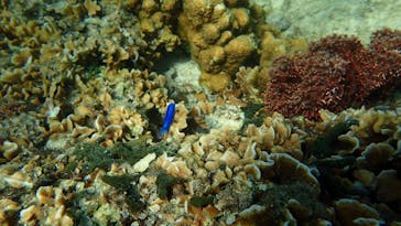 ダイビングショップ Sea Free（シーフリー）に投稿された画像（2020/11/17）