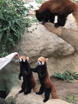 神戸どうぶつ王国に投稿された画像（2020/11/17）