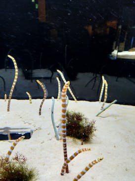 京都水族館に投稿された画像（2020/11/17）