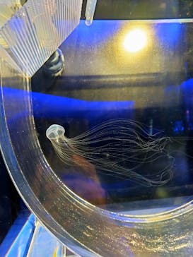 京都水族館に投稿された画像（2020/11/17）