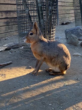 那須どうぶつ王国に投稿された画像（2020/11/17）