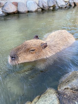 那須どうぶつ王国に投稿された画像（2020/11/17）