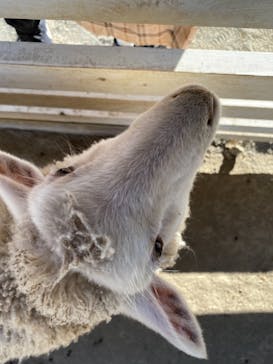 那須どうぶつ王国に投稿された画像（2020/11/17）