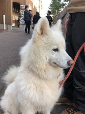 那須どうぶつ王国に投稿された画像（2020/11/17）