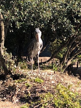 神戸どうぶつ王国に投稿された画像（2020/11/17）