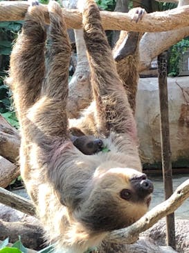 神戸どうぶつ王国に投稿された画像（2020/11/17）
